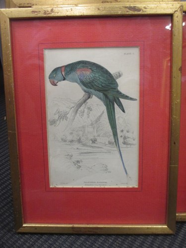 Lot 260 - Four decorative prints of Parrots, each 16 x...
