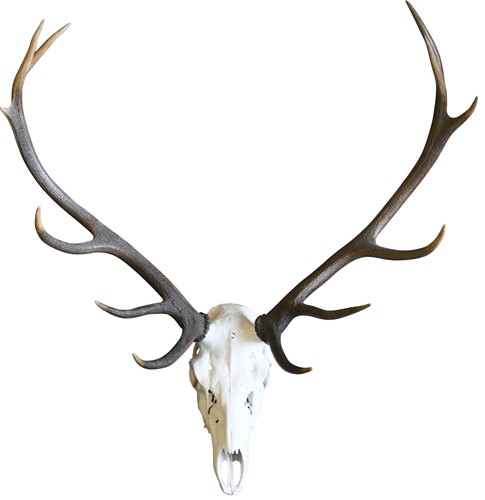 Lot 19 - A red stag skull mount