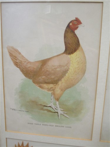 Lot 351 - Four lithographs of domestic fowl, framed as...