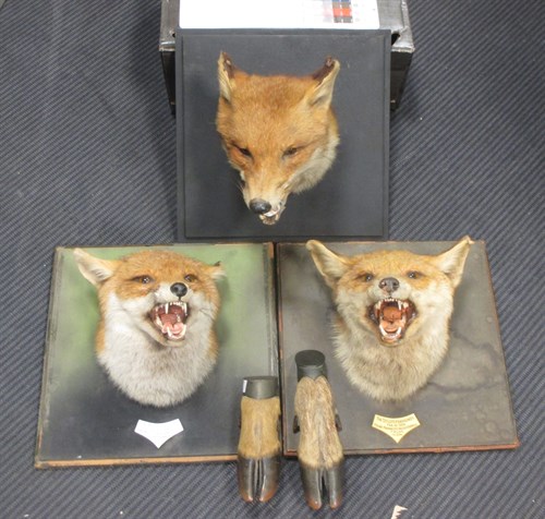 Lot 268 - Three Roland dWard Fox masks, and two deer...