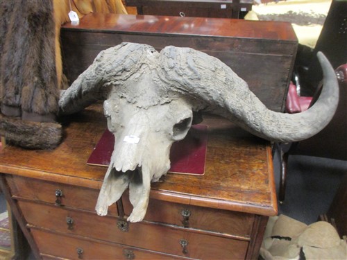 Lot 143 - Musk ox or African buffalo skull with horns,...