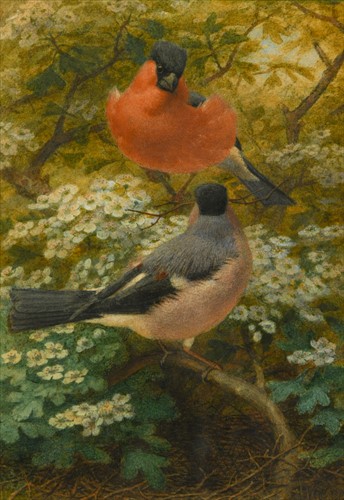 Lot 169 - Joseph Wolf (German, 1820-1899)