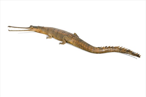 Lot 286 - A taxidermy Gharial