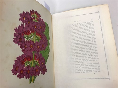 Lot 501 - [HIBBERD (Shirley)]