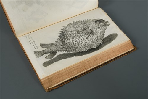 Lot 178 - WILLUGHBY (Francis) and John RAY.