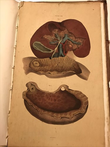 Lot 231 - LIZARS (John)