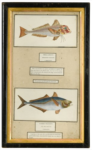Lot 28 - Four hand coloured plates of exotic fish