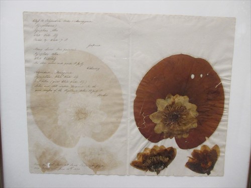 Lot 412 - Kate Osbourne 'Moths', watercolour on paper...
