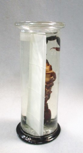 Lot 200 - A jar preserved scorpion, circa 1920