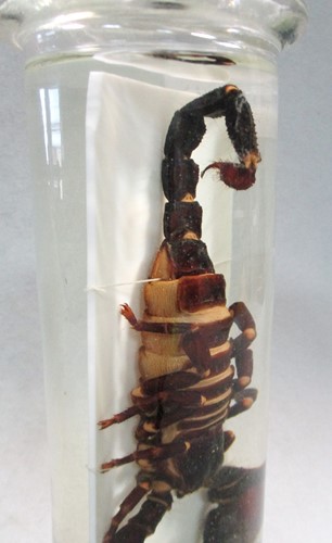 Lot 200 - A jar preserved scorpion, circa 1920