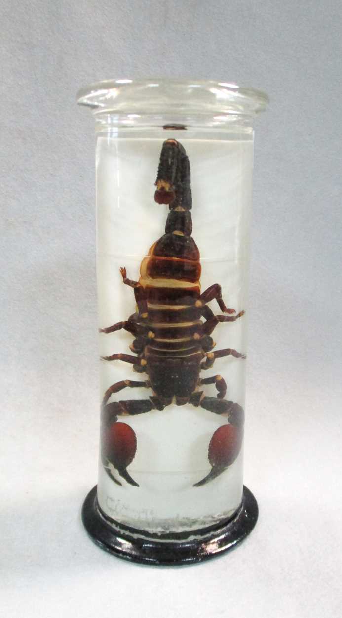 Lot 200 - A jar preserved scorpion, circa 1920