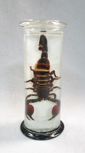 Lot 200 - A jar preserved scorpion, circa 1920