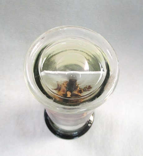 Lot 200 - A jar preserved scorpion, circa 1920