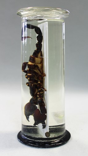 Lot 200 - A jar preserved scorpion, circa 1920