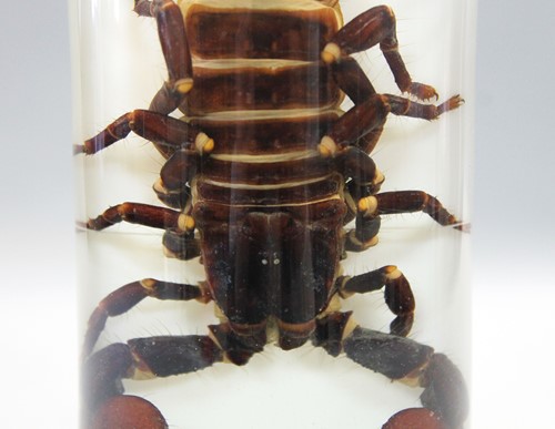 Lot 200 - A jar preserved scorpion, circa 1920
