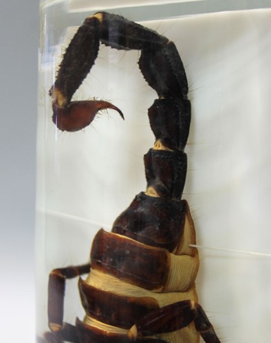 Lot 200 - A jar preserved scorpion, circa 1920