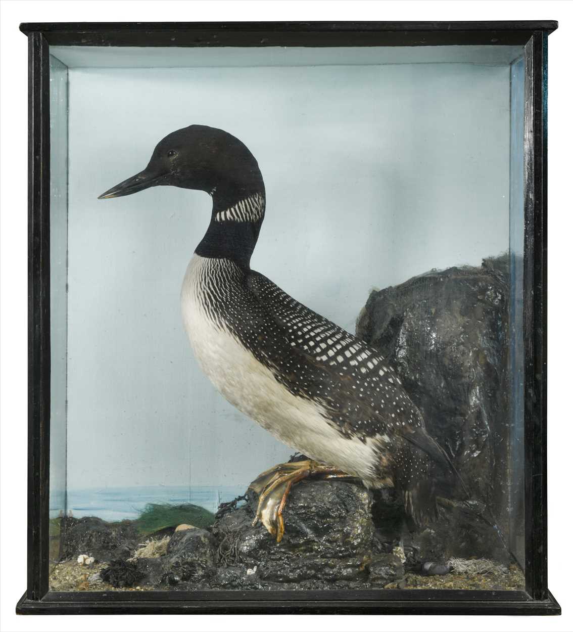 Lot 295 - A taxidermy Great Northern Diver, circa 1920-30