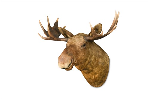 Lot 289 - A Rowland Ward taxidermy moose head, numbered 5022