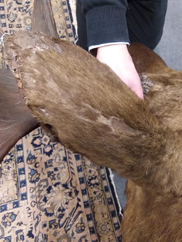 Lot 289 - A Rowland Ward taxidermy moose head, numbered 5022