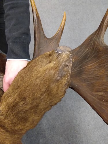 Lot 289 - A Rowland Ward taxidermy moose head, numbered 5022