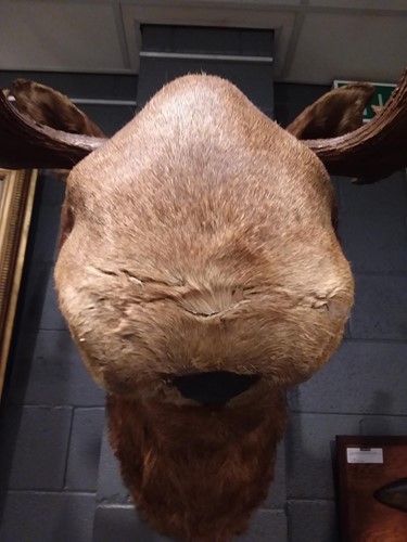 Lot 289 - A Rowland Ward taxidermy moose head, numbered 5022