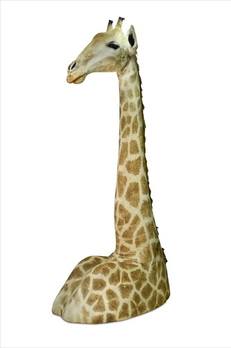 Lot 364 - A taxidermy Giraffe shoulder mount