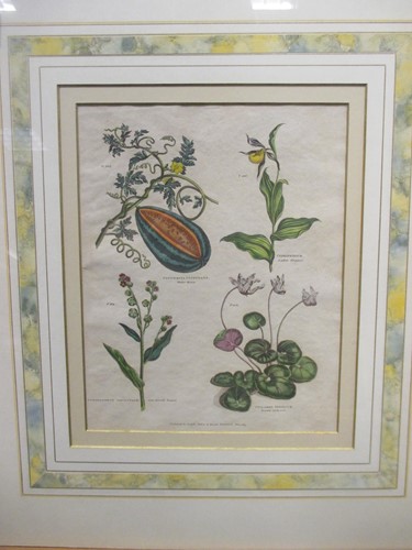 Lot 347 - Three botanical prints (3) 24.5 by 22cm