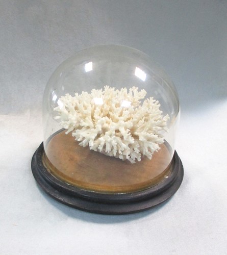 Lot 218 - A white coral specimen, circa 1900