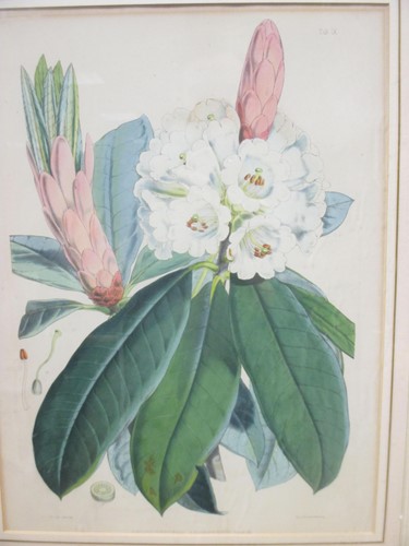 Lot 403 - Anne Chambers, Pinus Wallichiana, botanical...