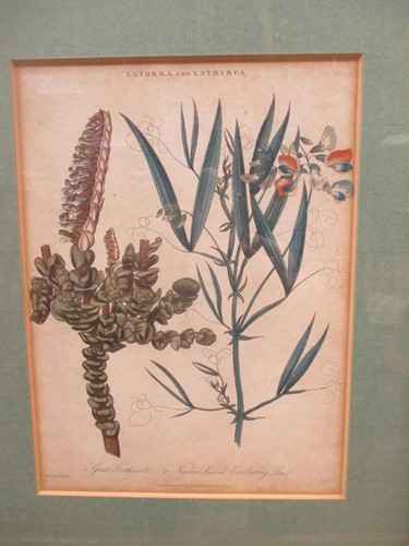 Lot 366 - Twenty-one Botanical prints (2)