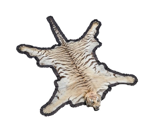 Lot 385 - An Indian Tiger (Panthera tigris tigris)
