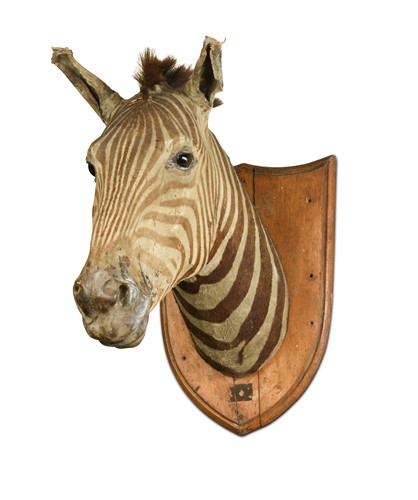 Lot 350 - A late 19th century taxidermy zebra (equus quagga) neck mount