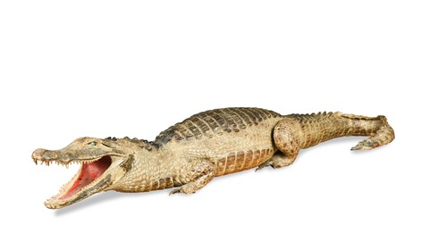 Lot 351 - An early 19th century taxidermy full mount Caiman