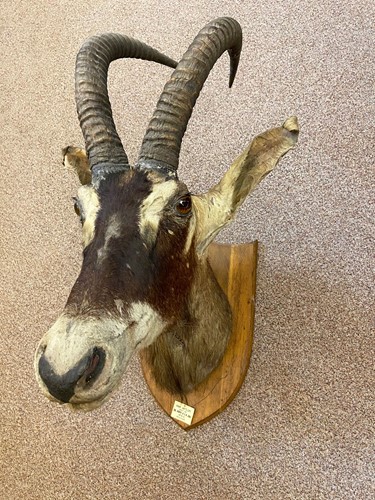 Lot 352 - Roan Antelope, a 19th century taxidermy neck mount