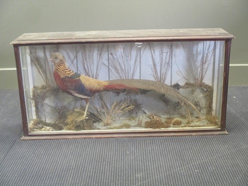 Lot 480 - A taxidermy Lady Amherst Pheasant, cased 48 x...