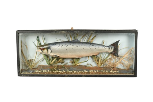Lot 355 - A mid-20th century mounted salmon trophy, dated 1937