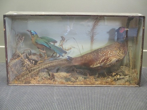 Lot 478 - A taxidermy cock pheasant, cased 48 x 89 x 19cm