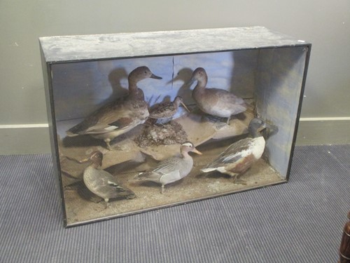 Lot 479 - Ducks and a snipe taxidermy group, cased 60 x...
