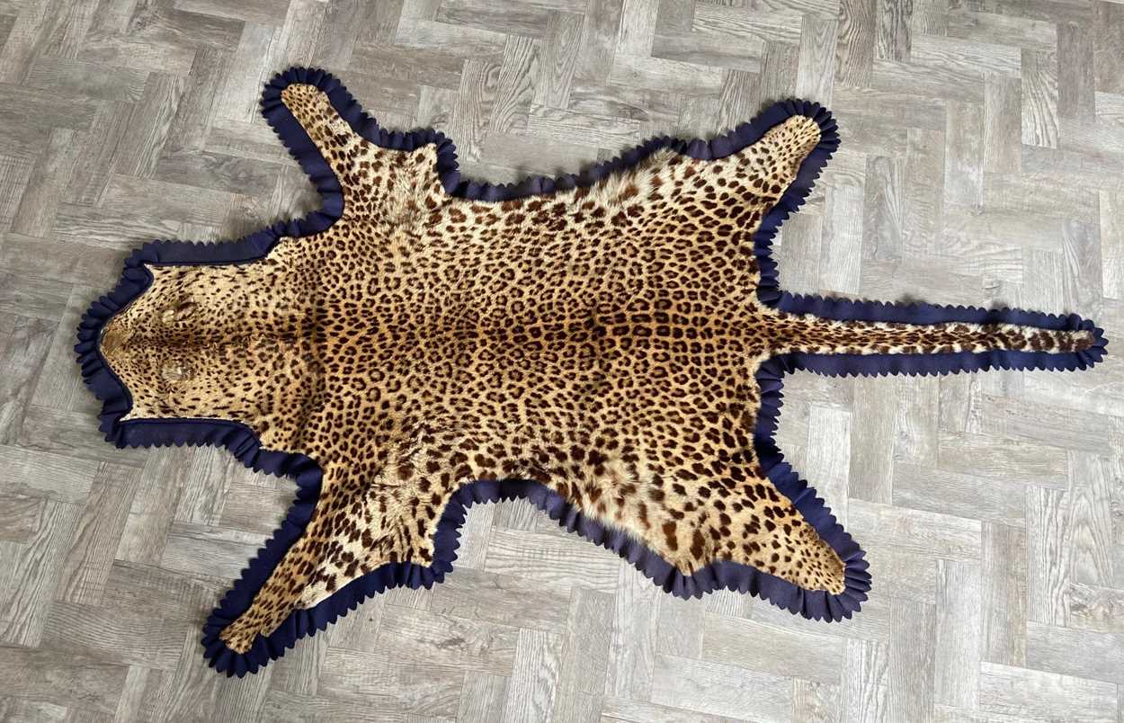 Lot 353 - A Leopard, (Panthera Pardus), a full skin rug by Roland Ward