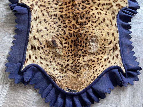 Lot 353 - A Leopard, (Panthera Pardus), a full skin rug by Roland Ward