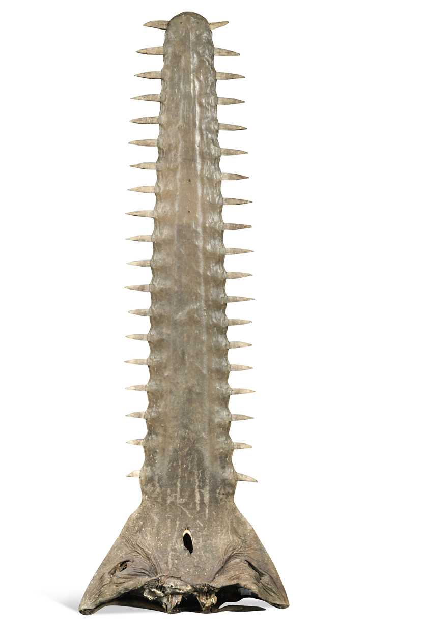 Lot 425 - A large Sawfish rostrum, probably late 19th century