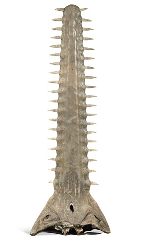 Lot 425 - A large Sawfish rostrum, probably late 19th century