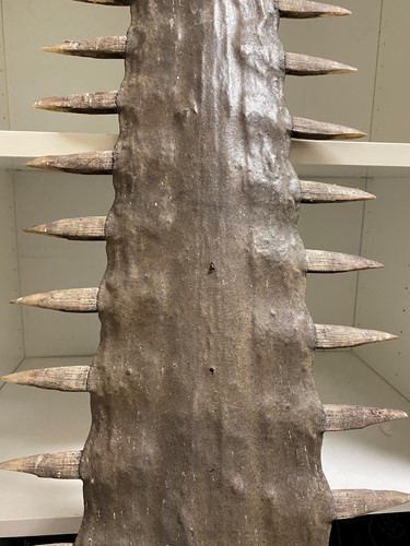 Lot 425 - A large Sawfish rostrum, probably late 19th century