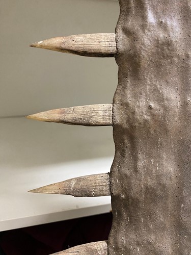Lot 425 - A large Sawfish rostrum, probably late 19th century