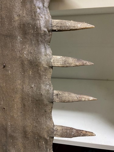 Lot 425 - A large Sawfish rostrum, probably late 19th century
