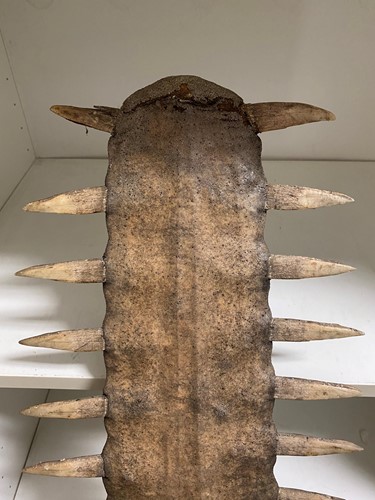 Lot 425 - A large Sawfish rostrum, probably late 19th century