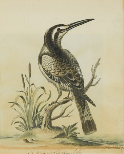 Lot 242 - After George Edwards (British 1694-1773)