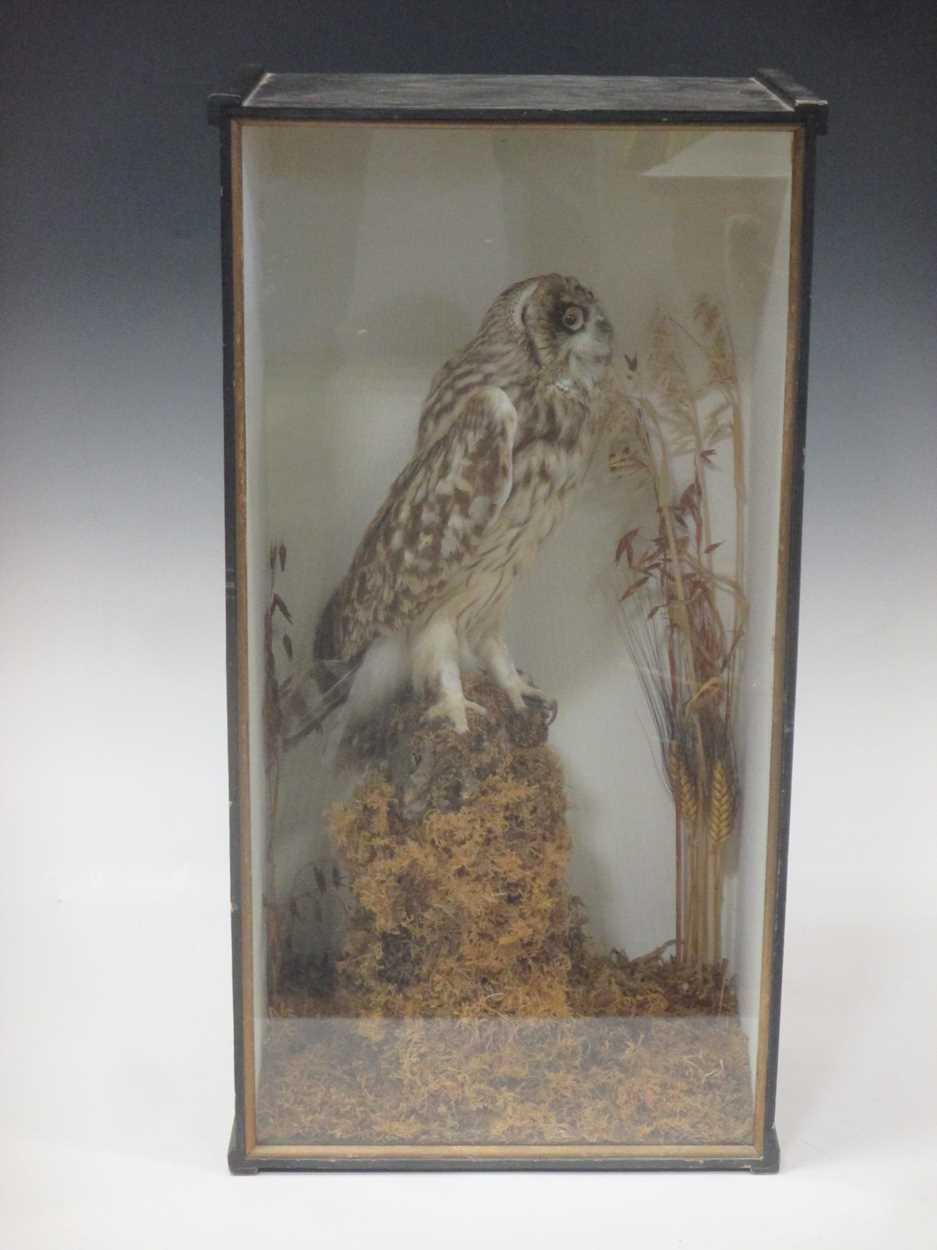 Lot 74 - A stuffed owl in glazed ebonised case