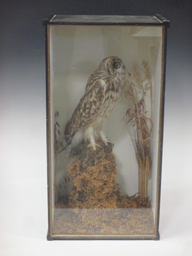 Lot 74 - A stuffed owl in glazed ebonised case