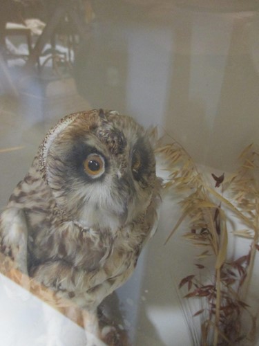Lot 74 - A stuffed owl in glazed ebonised case